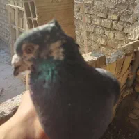 نر زاجر|پرنده|یزد, |دیوار