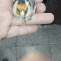 سهره حلب و کروات مشکی