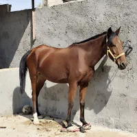 فروش اسب مادیان اصیل کره بند|اسب و تجهیزات اسبسواری|برازجان, |دیوار