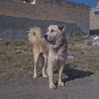 سگ سرابی اصل