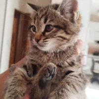 گربه بازیگوش دوست داشتنی|گربه|اصفهان, اشکاوند|دیوار