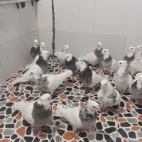 واگذاری پرنده اصل و نسب دار