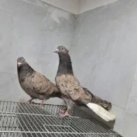 فروش چارتا نر سرور  دم سفید