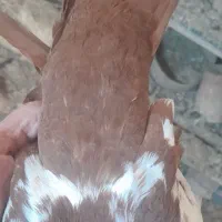 کبوتر|حراج|تبریز, |دیوار