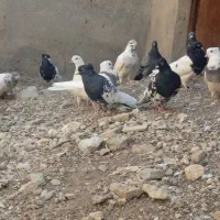 تعدادی زیادی کبوتر فروشی|پرنده|مسجد سلیمان, |دیوار