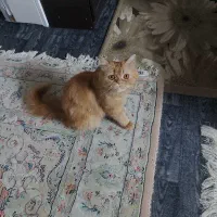 واگذاری گربه پرشین کینگ سایز،لانگ هر