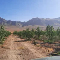 باغ مثمر ۱۰۰۰ متری ۸۰۰ تومان غرب اصفهان