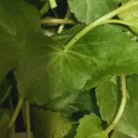 سبزیجات محلی