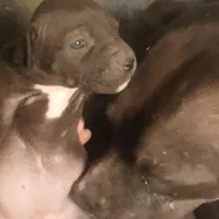 واگذاری  سگ  پیتبول