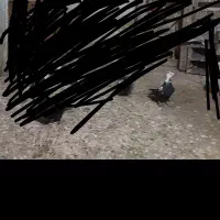 کبوترگمشده