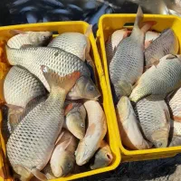 خریدوفروش ماهی کپورامور