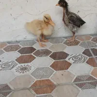 جوجه خروس و اردک