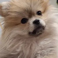 پامر پرتغالی 4ماهه