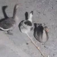 فروش غاز|حیوانات مزرعه|پیرانشهر, |دیوار