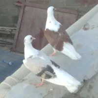 یک هفطه