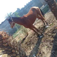 اسب|اسب و تجهیزات اسب‌سواری|رامشیر, |دیوار