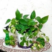 شفلرا وپدیلانتوس وسانسوریا