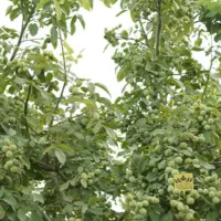 خونه باغ مسکونی دهبکری انقلاب ۱