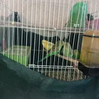 پرنده مرغ عشق|پرنده|یاسوج, |دیوار