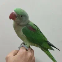 شاه طوطی اسکندر شاه تخم