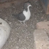 کبوتر کاکلی