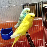 مرغ عشق انگلیسی گریدA درشت وخوشرنگ