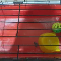 وسایل حیوان خانگی