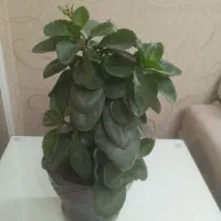 گلهای مناسب هدیه دادن|گل و گیاه طبیعی|تهران, تهرانپارس غربی|دیوار