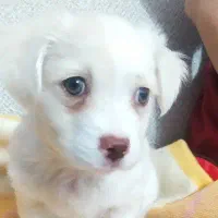 سگ اشپیتز|سگ|بیرجند, |دیوار