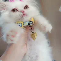 گربه پرشین سوپر فلت  ماده