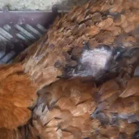 مرغ پاکستانی|حیوانات مزرعه|بندرعباس, |دیوار