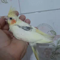 جوجه عروس دوکت لوتینو|پرنده|ساری, |دیوار