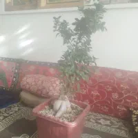 بنسای جنسینگ سلام