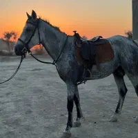 اسب نریون کرد