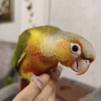 طوطی گرینجیک