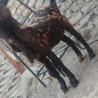 مری پاکستانی اصل|حیوانات مزرعه|رضویه, |دیوار