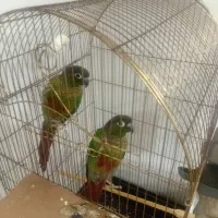 جفت طوطی گرینچی حال حلقه دار تعین جنسیت شده