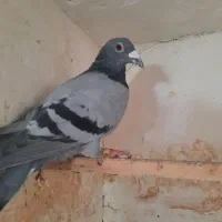 کفتر سبز  وپولکی آلمانی
