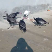 ۶ عدد بوقلمون نر سرحال