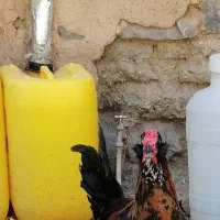 چن عدد خروس گلین