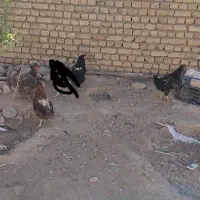 مرغ محلی. ولایتی|حیوانات مزرعه|تربت‌حیدریه, ترمینال|دیوار