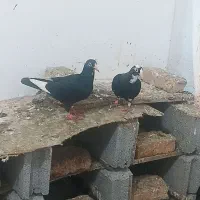 جفت قهره کرمانی