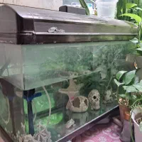 آکواریوم شرکتی