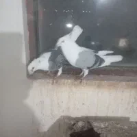 کفتر یک جفت