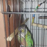 گرینچیک مولد