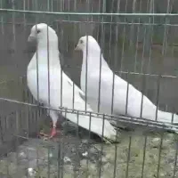 کبوتر پتی واله و شازده سبز تهرانی اصل