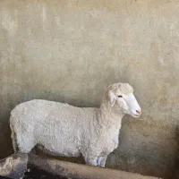 میش و قوچ مرینوس|حیوانات مزرعه|شیراز, کوشک بیدک|دیوار