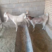 فروش بز|حیوانات مزرعه|بندر ماهشهر, |دیوار