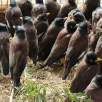 پرنده مرغ مینا رسید قیمت باور نکردنی