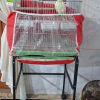 عروس هلندی رنگ لوتینو